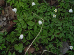 Fotoblog jaro93