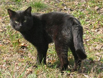 Fotoblog koot