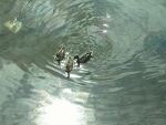 Fotoblog szczypior