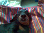 Fotoblog bambussek