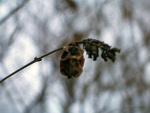 Fotoblog ladyart