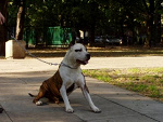 Fotoblog hooligans36