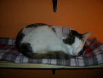 Fotoblog latomeri