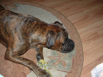 Fotoblog psiulka