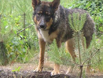 Fotoblog wilkor
