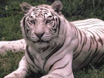 Fotoblog moje3male3zoo