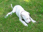 Fotoblog eldiabloblanco