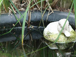 Fotoblog vanilla89