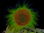 Fotoblog halicka
