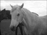 Fotoblog izawu