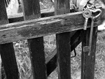 Fotoblog lamush