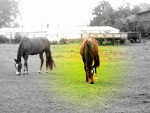 Fotoblog ewciia898
