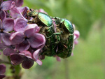 Fotoblog olush5n1