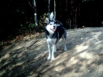 Fotoblog downowie