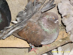 Fotoblog gremlin85