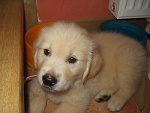 Fotoblog goldy226