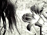 Fotoblog historia