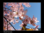 Fotoblog paffciu