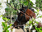 Fotoblog tare