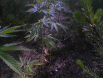 Fotoblog yahucwe