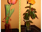Fotoblog siwaft