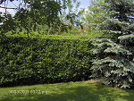 Fotoblog zebra007