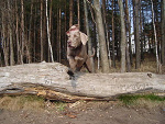 Fotoblog wyzly2006