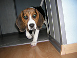 Fotoblog dinozaur