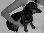 Fotoblog coobra