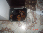 Fotoblog amadeo19