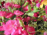 Fotoblog imagination098