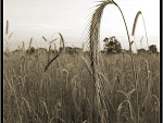 Fotoblog cocos