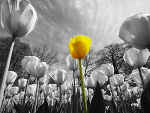 Fotoblog lebiod
