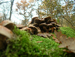 Fotoblog miauuuu