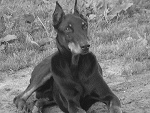 Fotoblog wiciasan