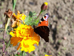 Fotoblog k0feina