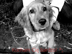 Fotoblog accessible
