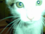 Fotoblog everyyoueveryme