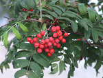Fotoblog ssylwa
