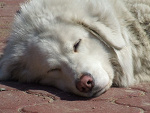 Fotoblog olmark