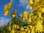 Fotoblog szogiwredota