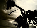 Fotoblog mahomba