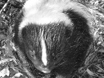Fotoblog pigmej91
