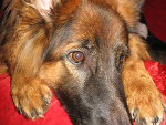 Fotoblog gosiuniaa777