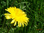 Fotoblog modd