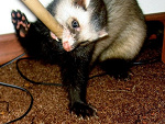 Fotoblog sepikb