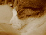 Fotoblog nikolek
