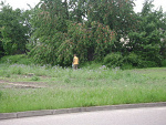 Fotoblog loletrzy