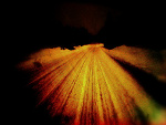 Fotoblog sojastm
