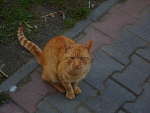 Fotoblog psy5koty10